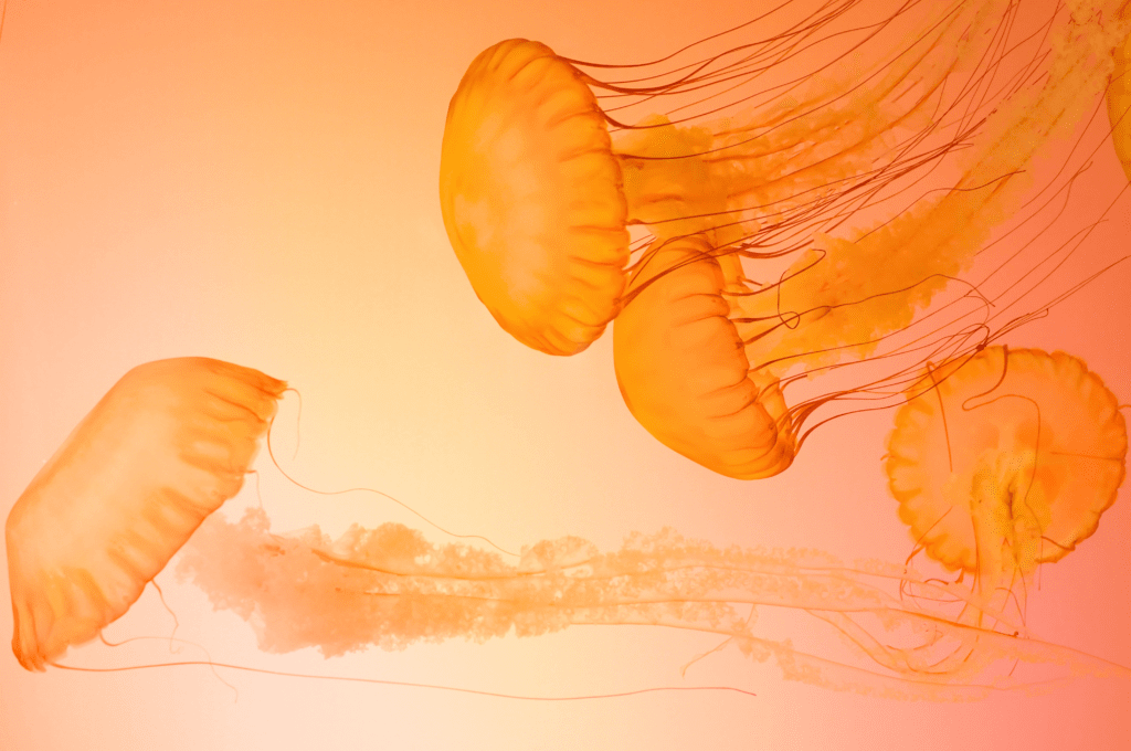 Pantone Colour of the Year - Interior design trends